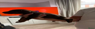 Dobermann 3