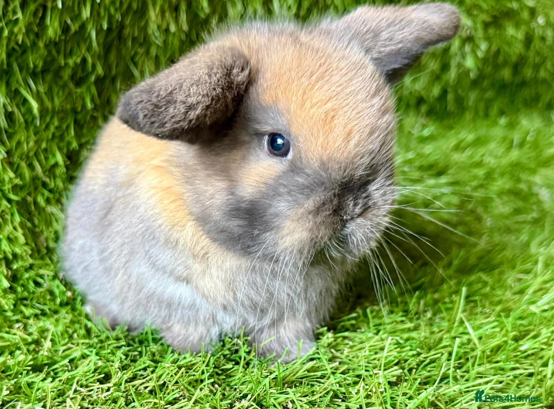 Mini Lop rabbits for sale: Stunning Mini Lops - Advert 1