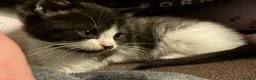 Domestic Shorthair cats for sale: Beautiful grey kittens  - Advert 7
