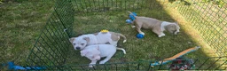American Bully dogs for sale: American Bully Standard  - Advert 18