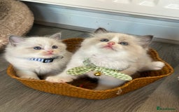 Ragdoll cats for sale: TICA Registered Ragdoll Kittens - Image 6