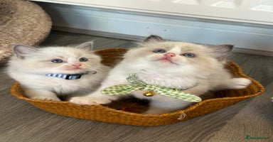 Ragdoll cats - Advert 16
