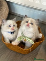 Ragdoll cats - Advert 2