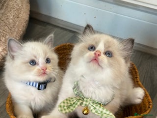 Ragdoll cats - Advert 19