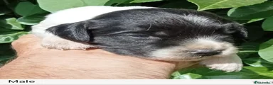 English Springer Spaniel 5