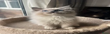 Ragdoll Kitten 1