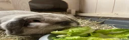Mini Lop rabbits for sale: Beautiful Mini Lop Female Rabbit, 5 years old  - Advert 1