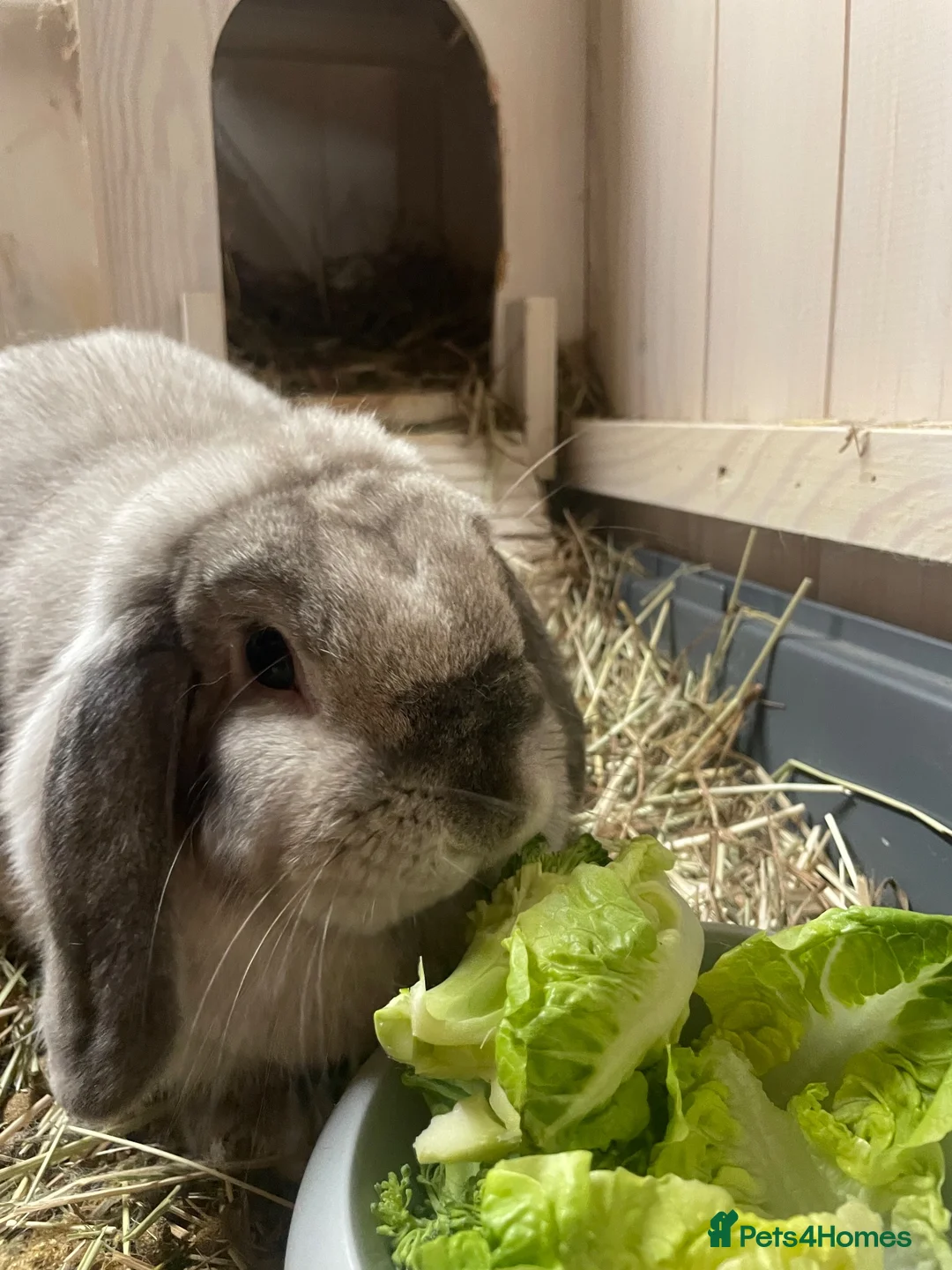 Mini Lop rabbits for sale: Beautiful Mini Lop Female Rabbit, 5 years old  - Advert 1