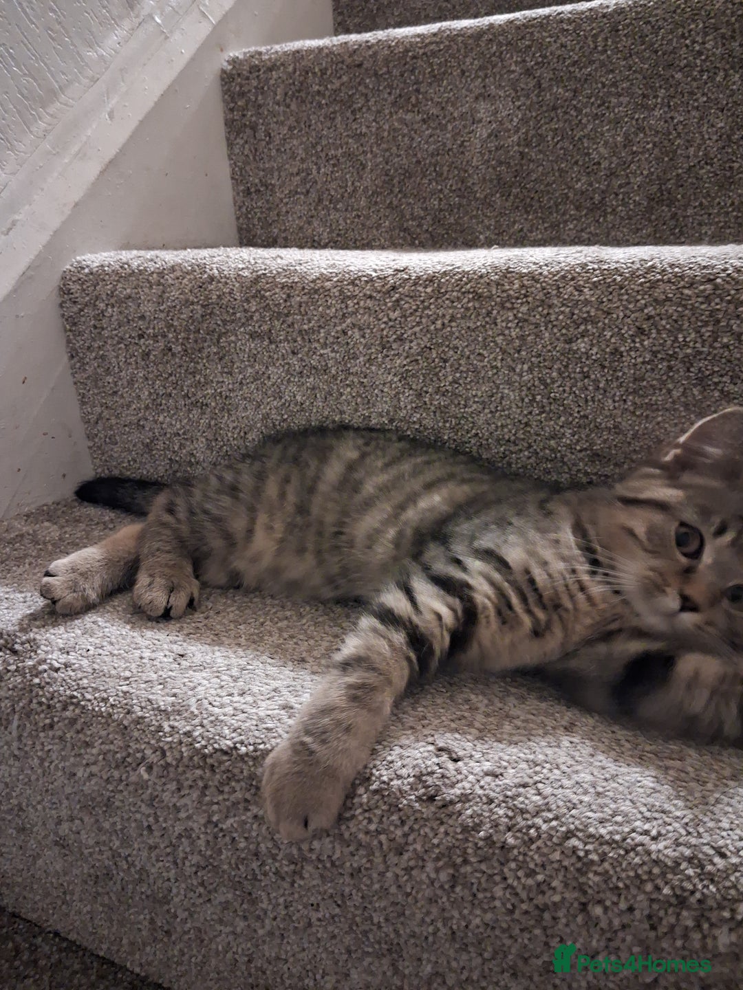 British Shorthair cats for sale: British Shorthair kitten one left boy  - Advert 2