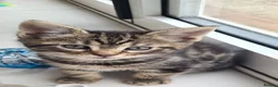 Maine Coon cats for sale: Adorable 7 Week Old Kittens – Ready Soon 🐾 - Advert 2