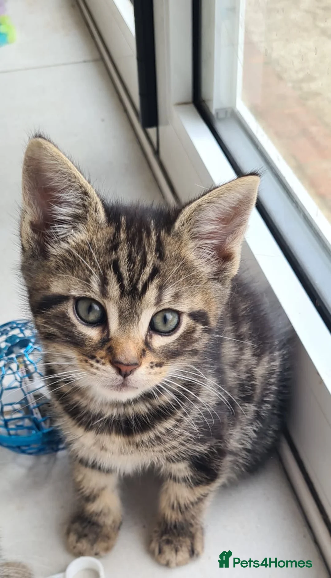 Maine Coon cats for sale: Adorable 7 Week Old Kittens – Ready Soon 🐾 - Advert 2