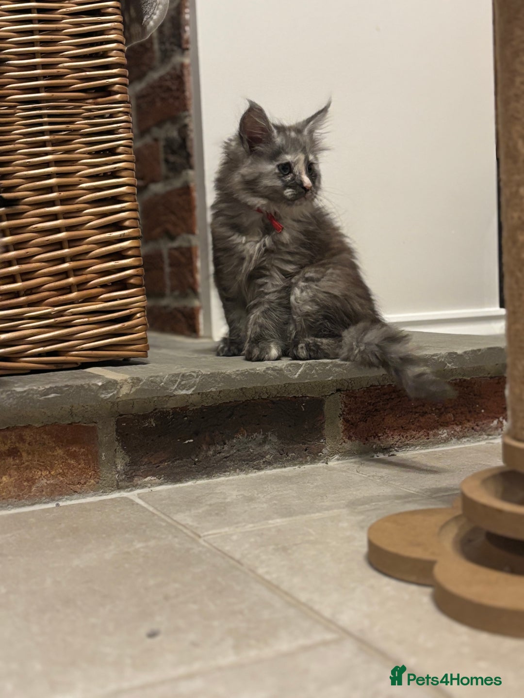 Maine Coon cats for sale: TICA Maine Coon Kittens - Advert 24