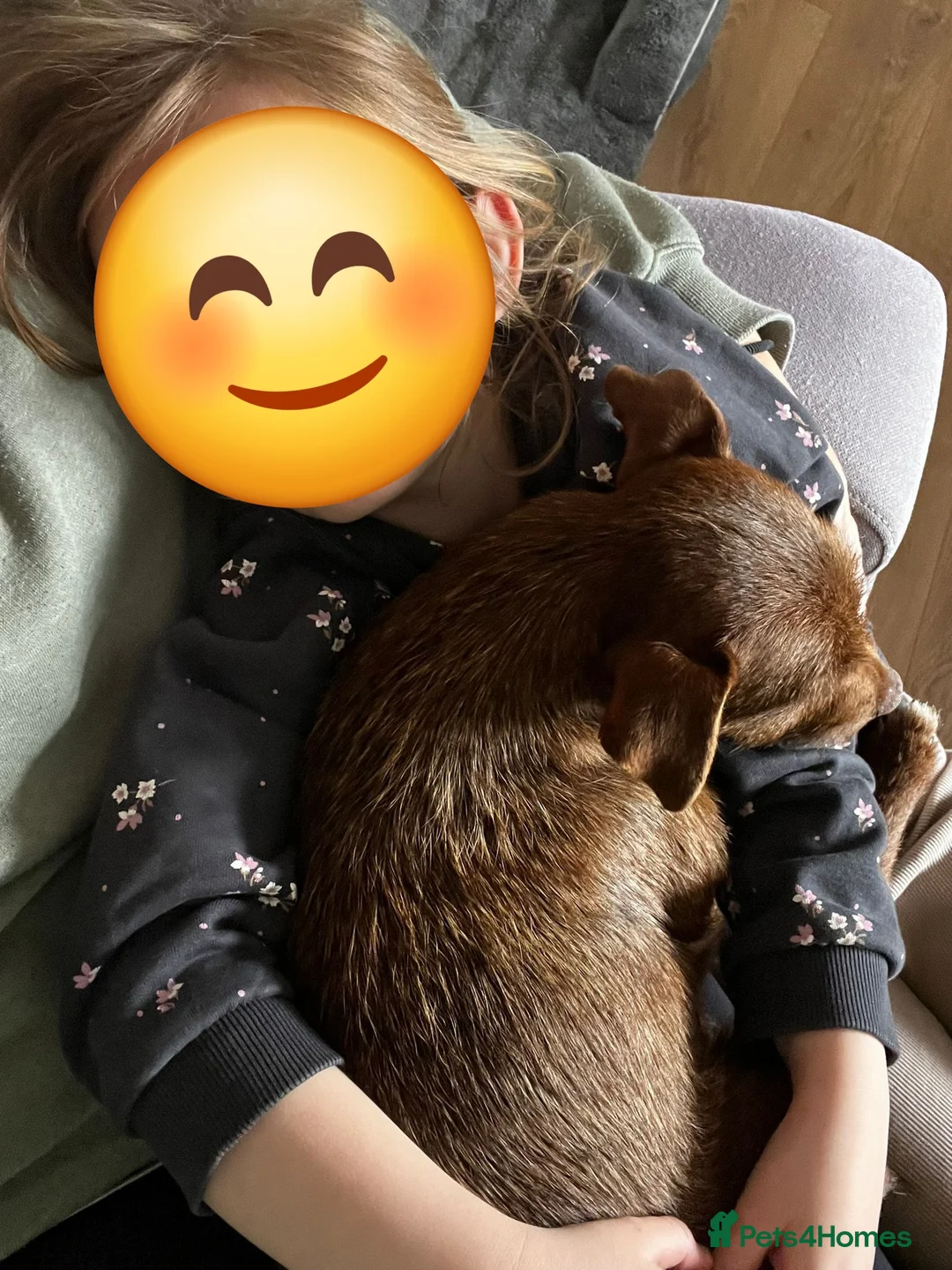 Patterdale Terrier dogs for sale: Miss Pippin 🎀 in Carmarthen - Advert 2