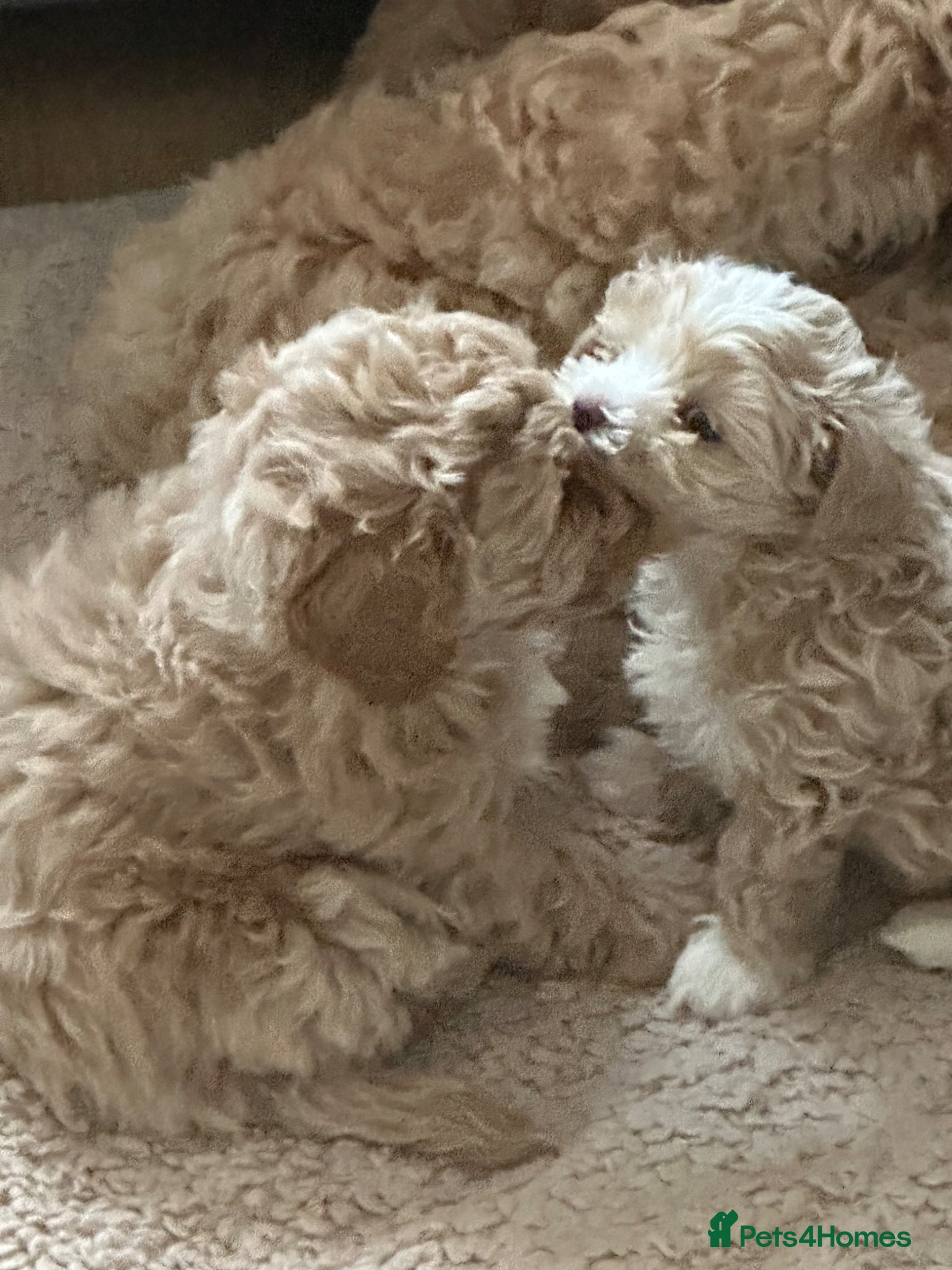 Maltipoo dogs Maltipoo Puppies 💗 - Advert 10