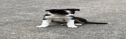 Border Collie dogs for sale: Border collie  in Bathgate - Advert 4