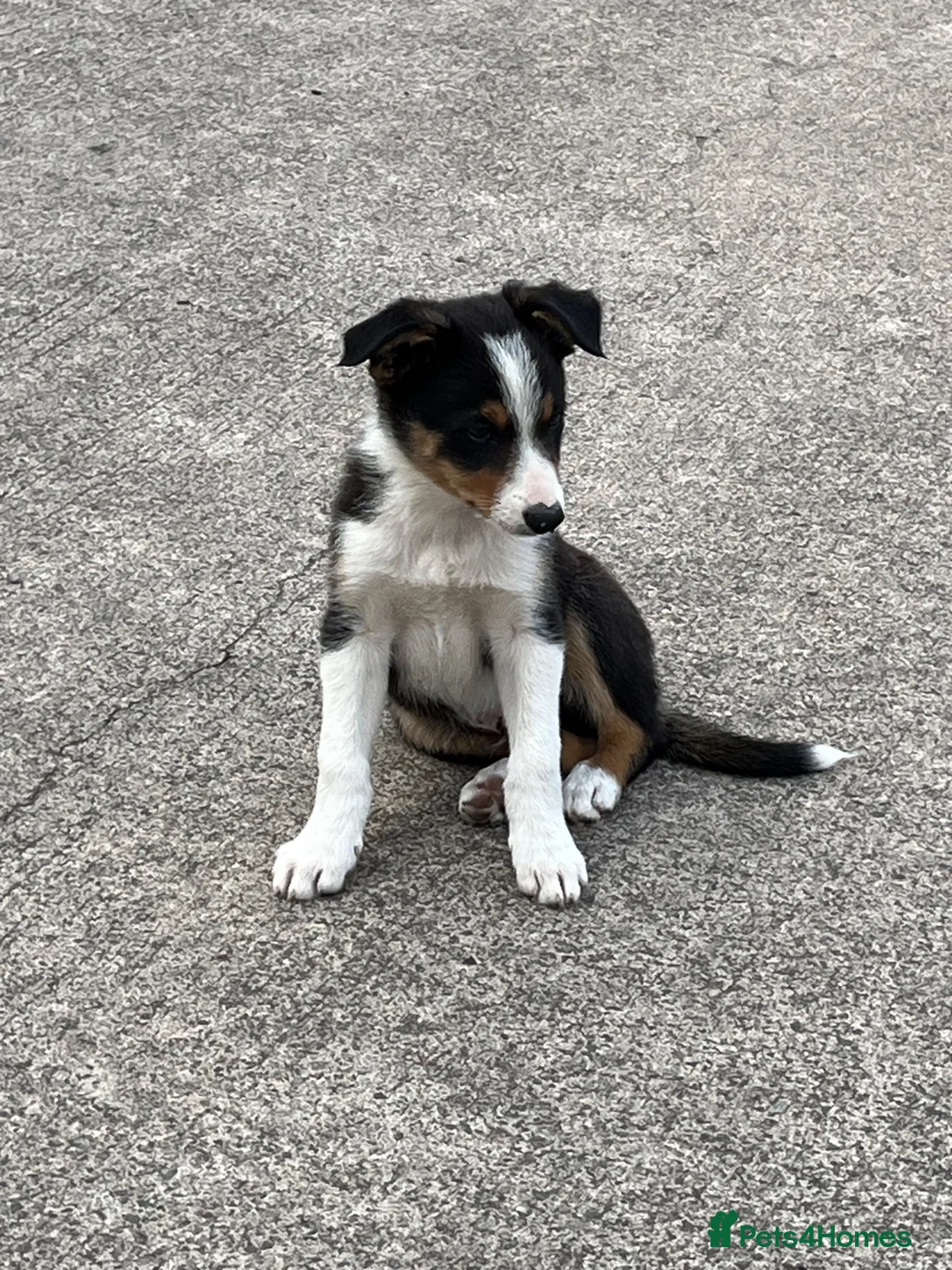 Border Collie dogs for sale: Border collie  in Bathgate - Advert 4