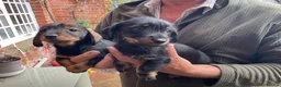 Jackshund dogs for sale:  Daxie Jack pups - Advert 8