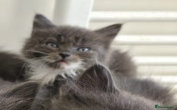 Mixed Breed cats for sale: 5 cute blue and blue&white long-haired kittens - Image 2
