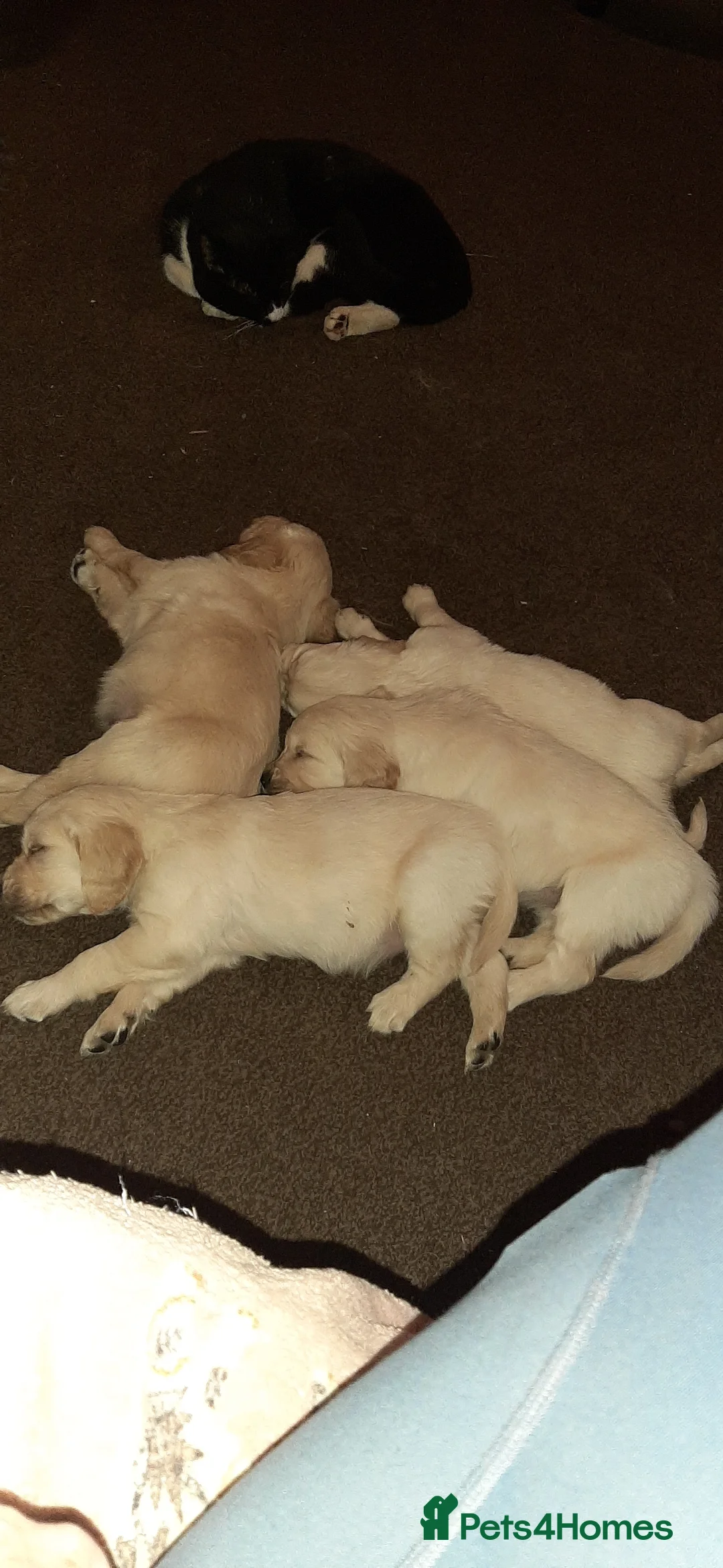 Golden Retriever dogs for sale: beautiful Cream golden retrievers - Advert 13