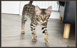 Savannah cats for sale: Ready to go F5 SBT Savannah kittens in Bingley - Image 2