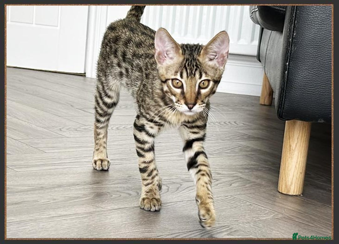 Savannah cats for sale: Ready to go F5 SBT Savannah kittens in Bingley - Image 2