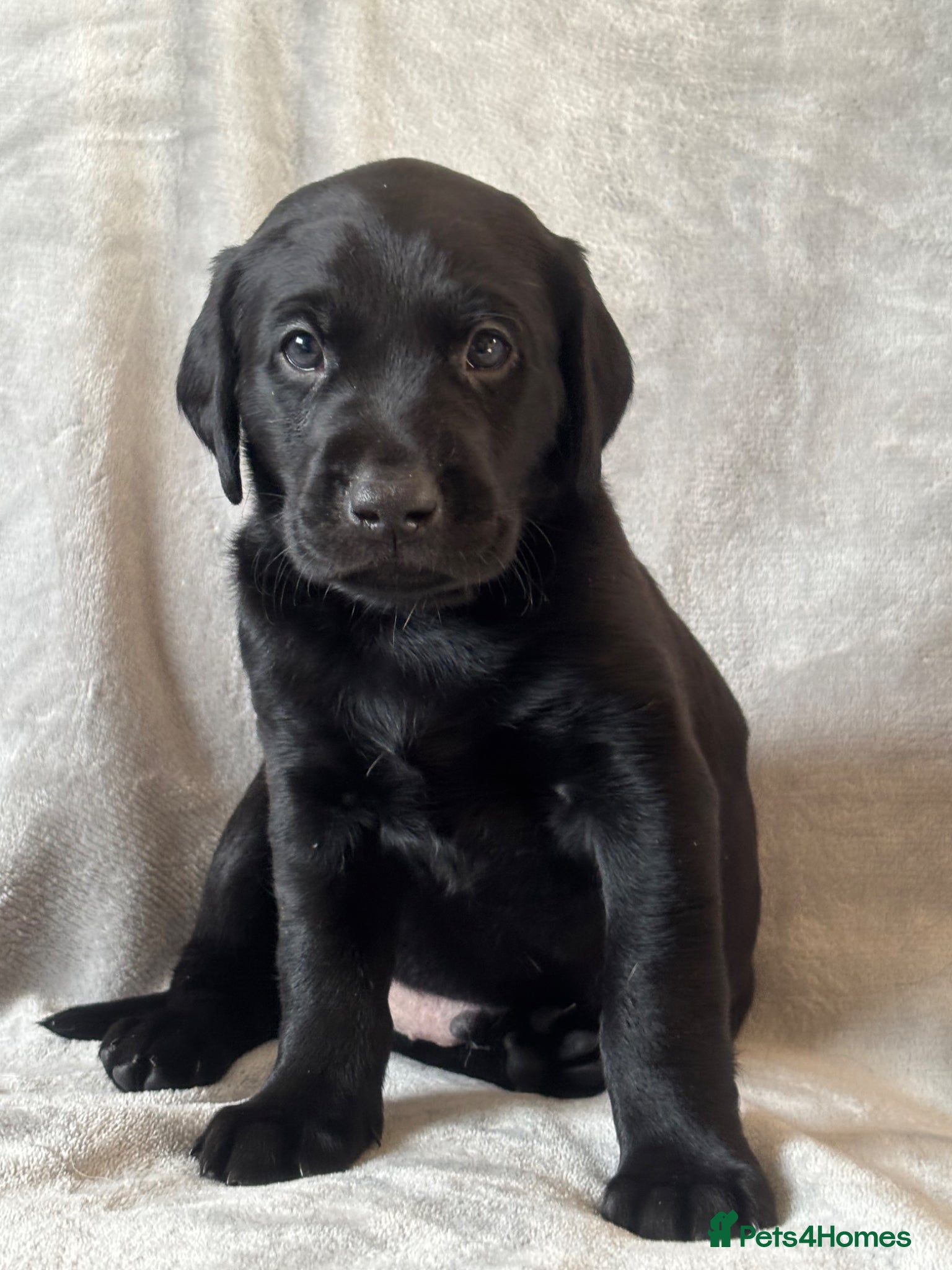 Labrador Retriever dogs Kc registered labrador puppies - Advert 1