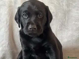 Labrador Retriever dogs Kc registered labrador puppies - Advert 1