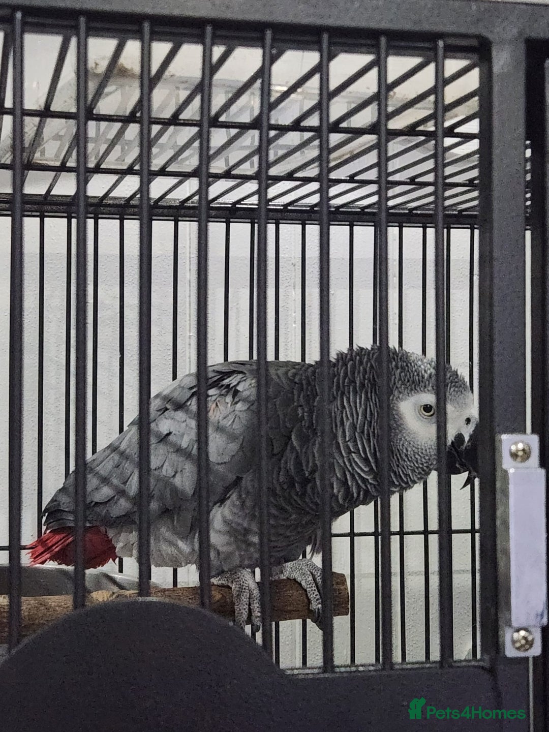 Budgerigars birds for sale: Super tame african grey  - Advert 3