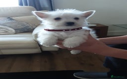 West Highland Terrier dogs for sale: West Highland puppies ready now - Image 3