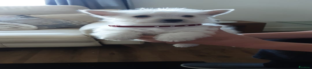 West Highland Terrier Puppy 4