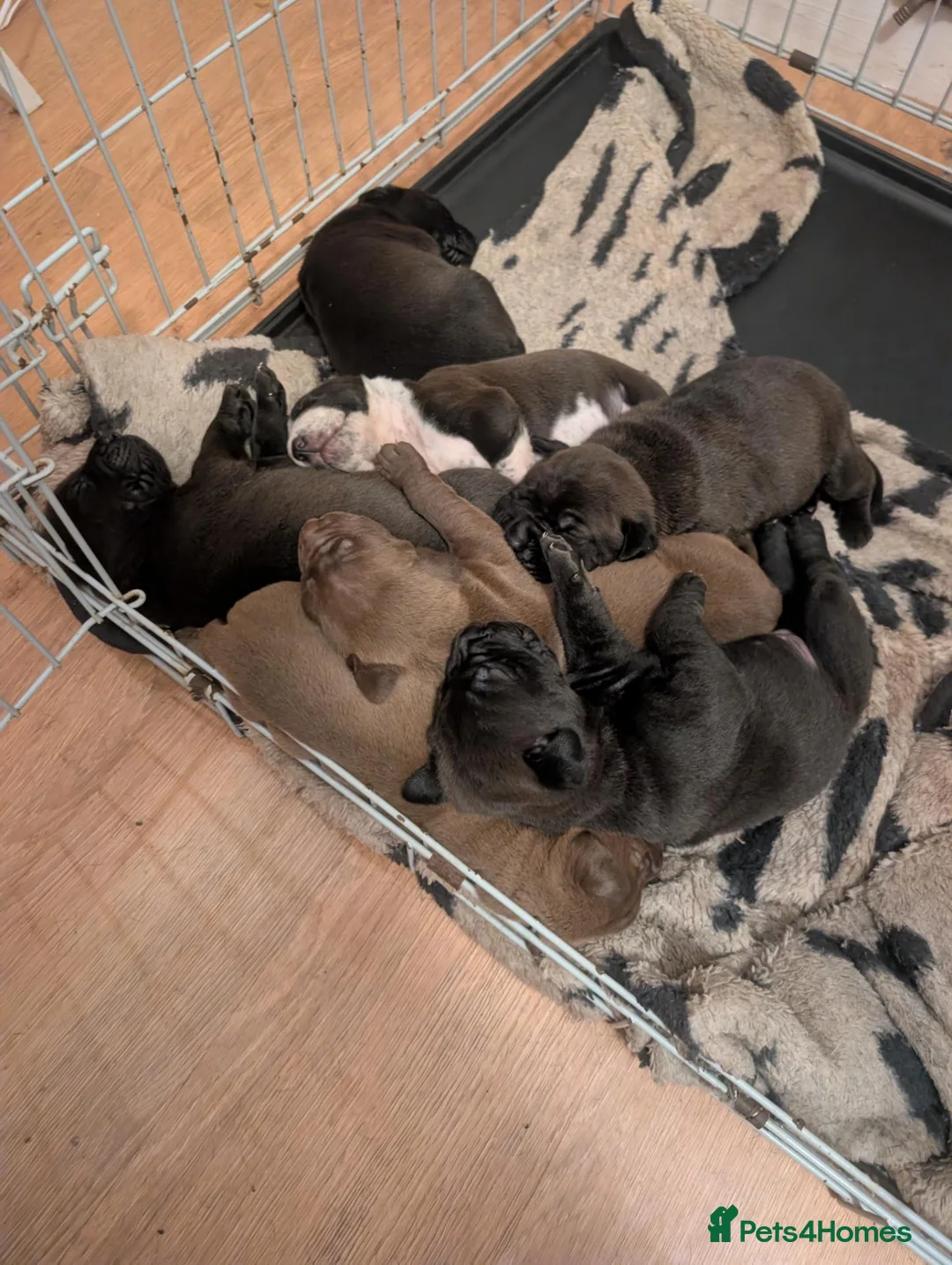 Mixed Breed dogs for sale: Beautiful dogs needing forever home  - Advert 1