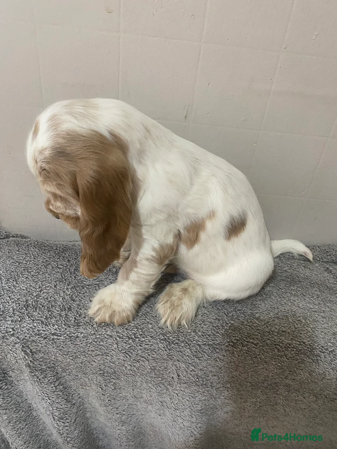 Cocker Spaniel dogs for sale: ‘Show Type’ Cocker Spaniel Puppies. KC Registered. - Advert 15