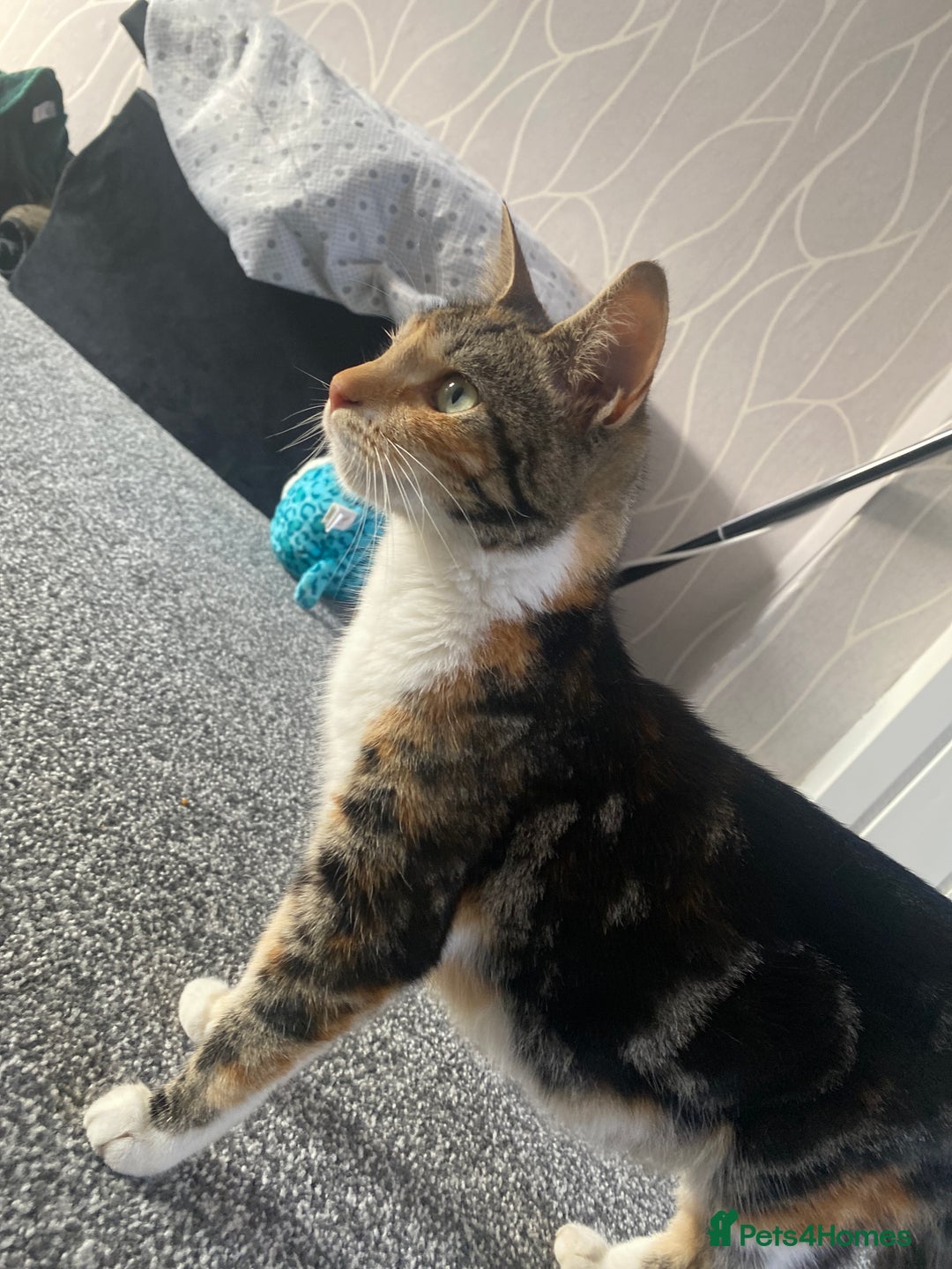 Mixed Breed cats for sale: Adorable kittens for sale - Image 13