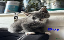 Domestic Shorthair cats for sale: 3 stunning kittens  - Image 3