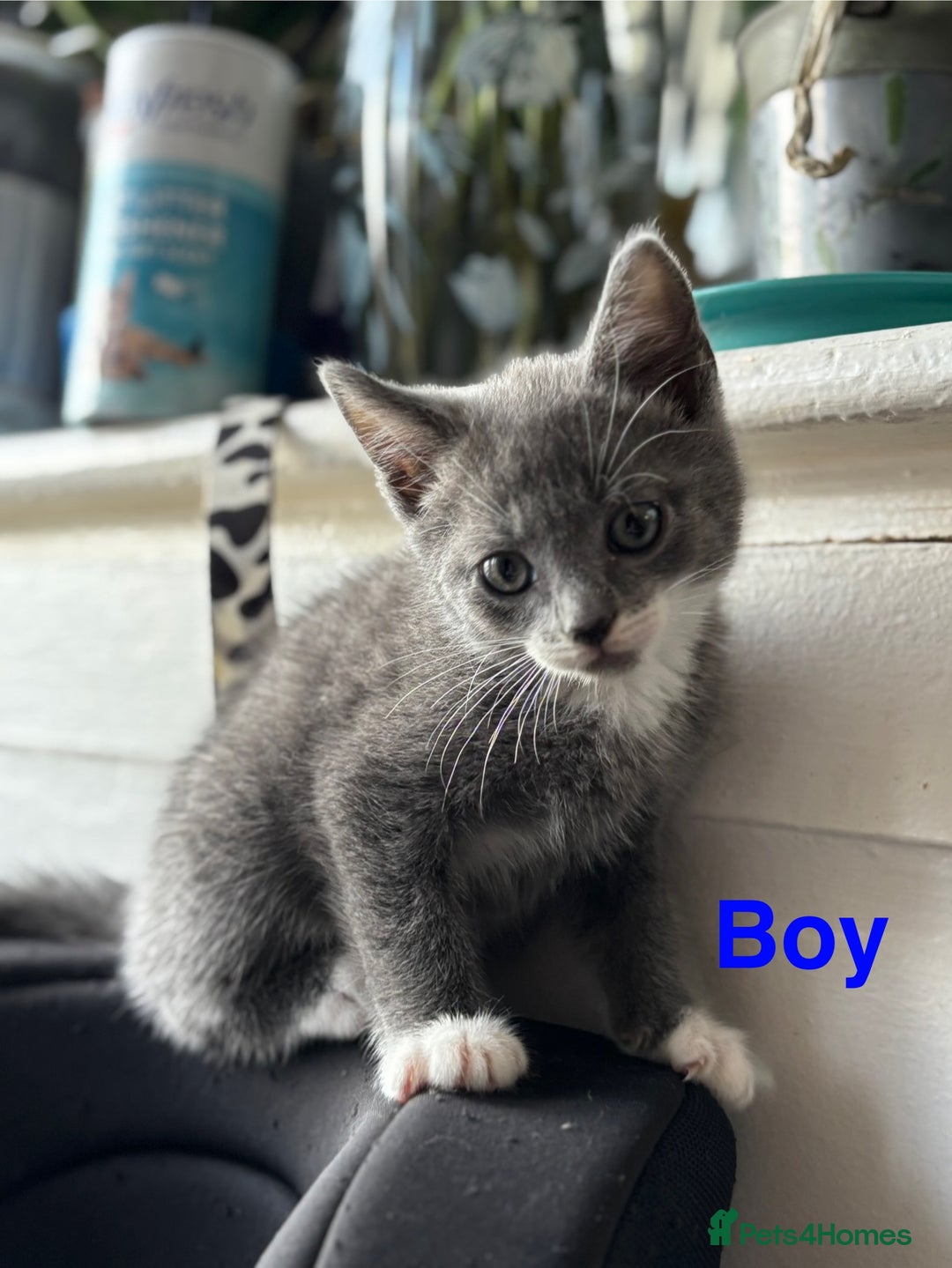 Domestic Shorthair cats for sale: 3 stunning kittens  - Image 3