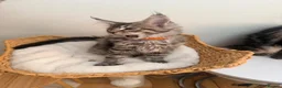 Maine Coon cats for sale: Outstanding show quality Maine coon kittens.  - Advert 6