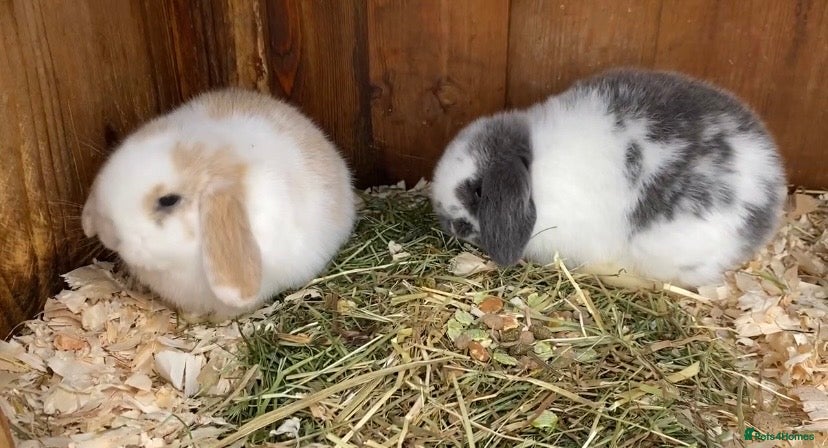 Mini Lop rabbits Mini lops  ( Est since 2014 ) - Advert 20