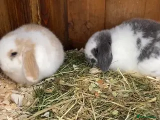 Mini Lop rabbits Mini lops ( Est since 2014 ) - Advert 20