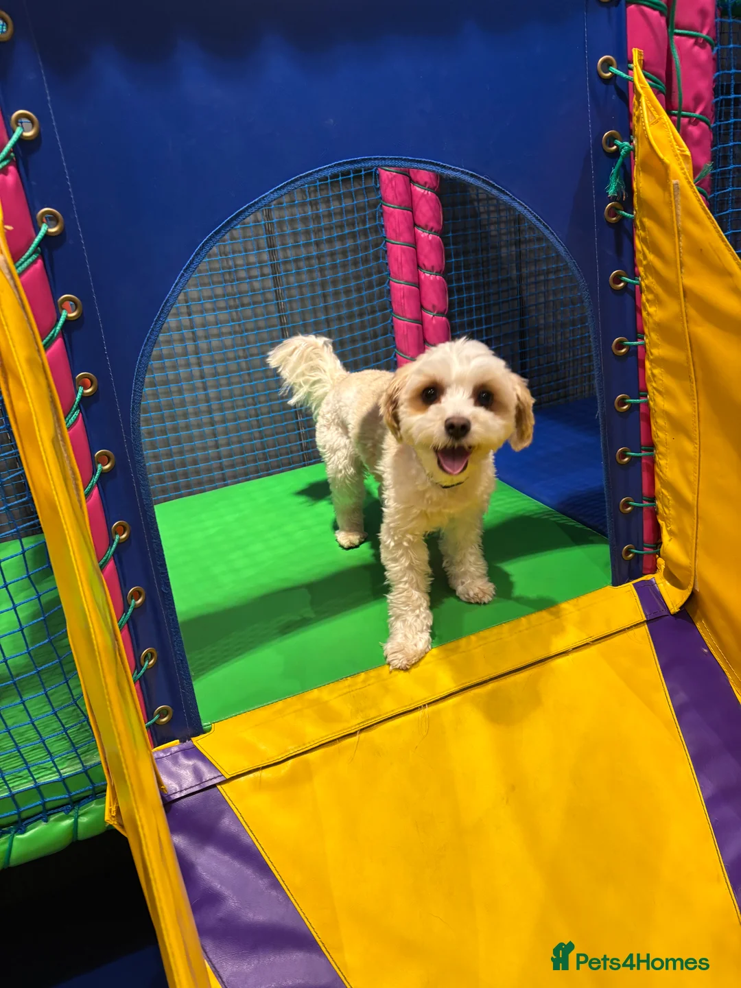 Biewer Terrier dogs for stud: Gold dust biewer for stud (health tested) in Weymouth - Advert 11