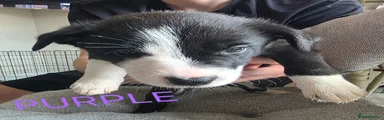 Border Collie Puppy 7