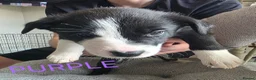 Border Collie dogs for sale: Beautiful litter of working border collie pups - Advert 9