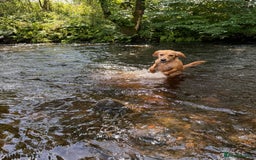 Mixed Breed dogs for sale: Molly 18 Month Old Cocker SpanielxGolden Retriever - Image 12