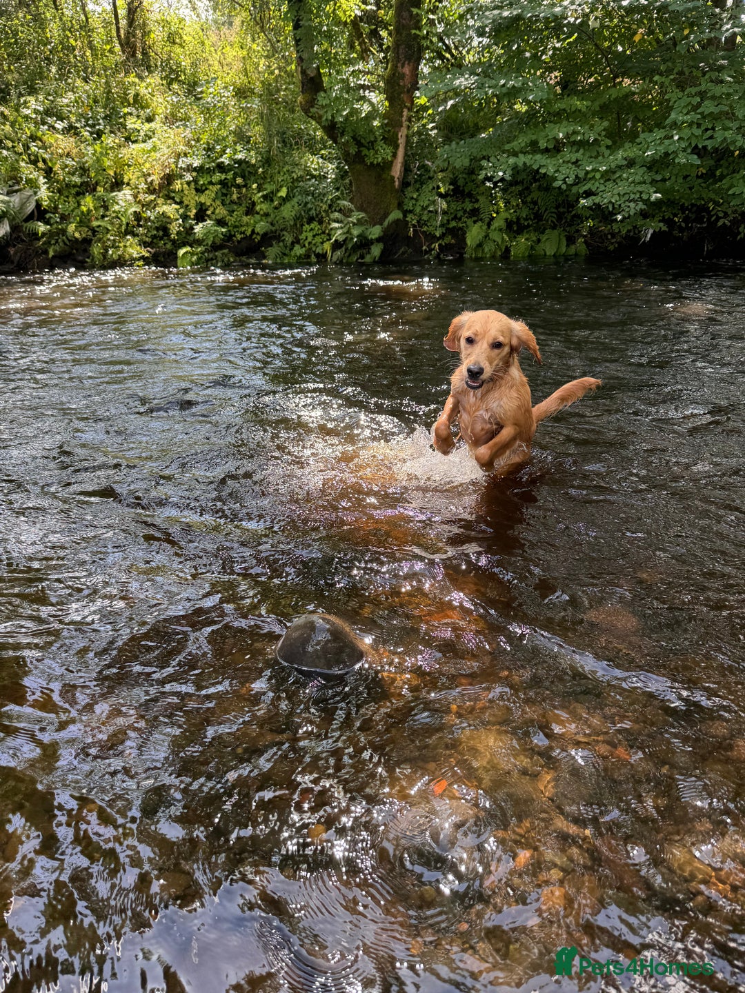 Mixed Breed dogs for sale: Molly 18 Month Old Cocker SpanielxGolden Retriever - Image 12