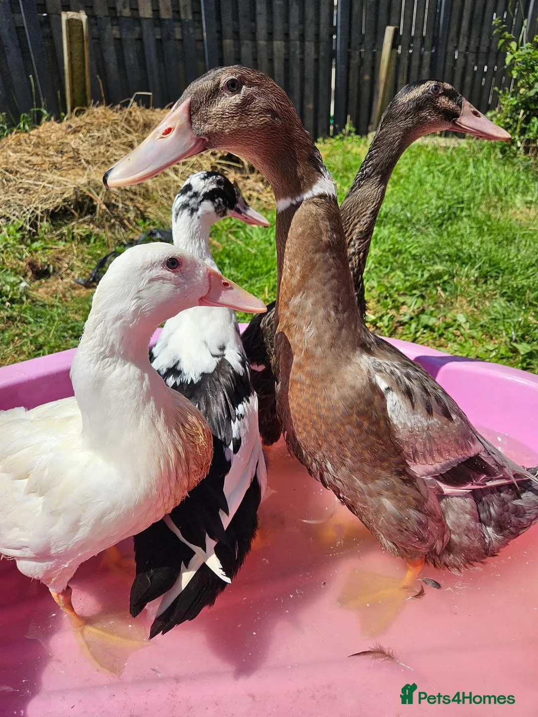 Ducks poultry for sale: Indian runner ducks  - Advert 1