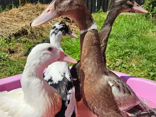 Ducks poultry Indian runner ducks - Advert 1