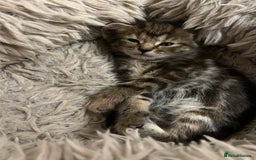 Mixed Breed cats for sale:  Beautiful Kittens for Sale – 2 Boys & 2 Girls 🐾 - Image 23