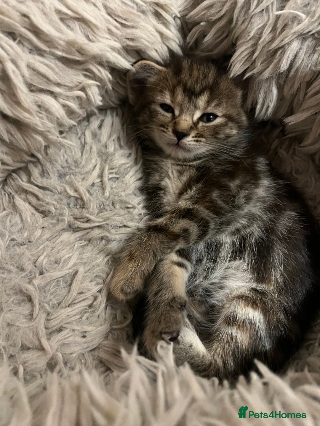 Mixed Breed cats for sale:  Beautiful Kittens for Sale – 2 Boys & 2 Girls 🐾 - Image 23