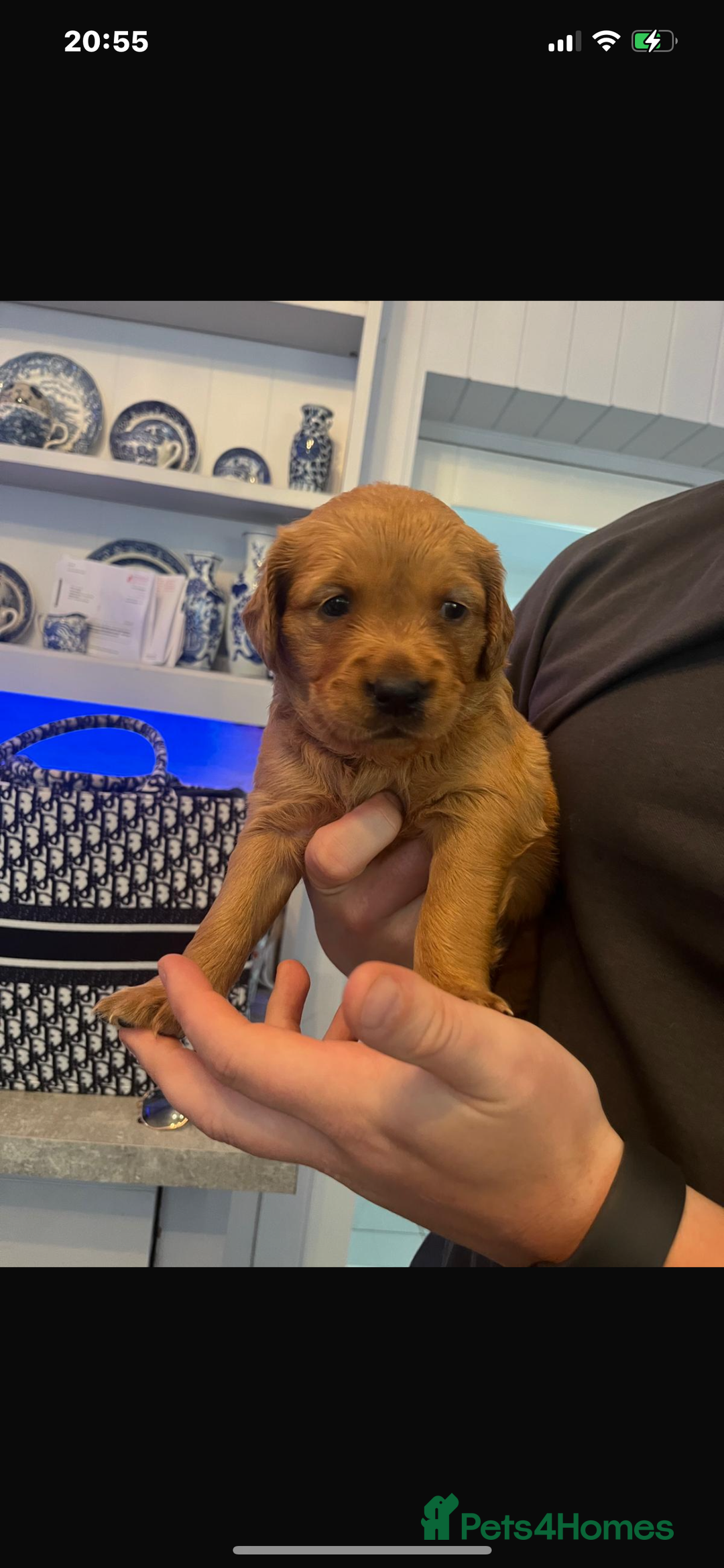 Golden Retriever dogs for sale: Working Line KC reg golden retriever puppies  - Advert 5