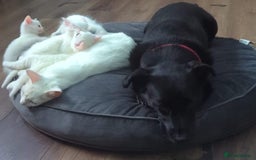 Turkish Angora cats for sale: Kitten  - Image 7