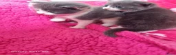 Russian Blue cats for sale: Kittens for sale - Advert 6